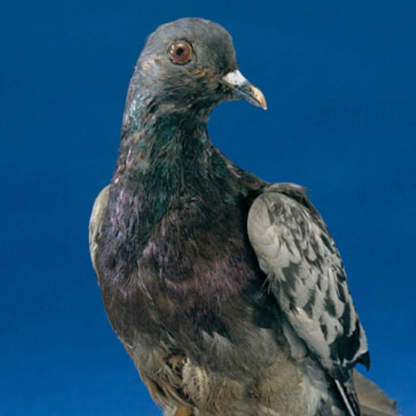 Cher Ami