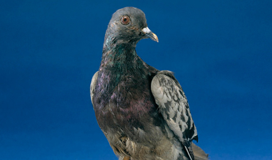 Cher Ami