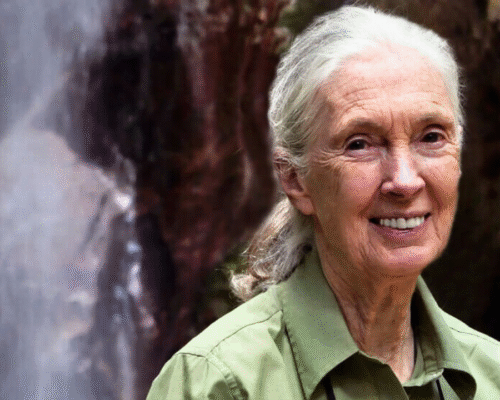 Jane Goodall